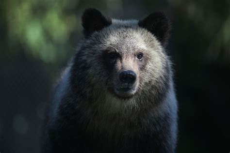 Floridas New Bill To Allow Killing Bears For Self Defense Property