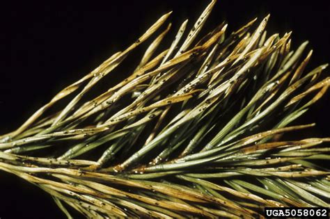 Brown Spot Needle Blight Of Pine Mycosphaerella Dearnessii On Scots