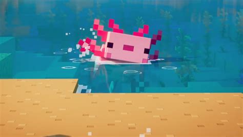 Apprivoiser Un Axolotl Dans Minecraft Les Axolotls Bleus Et Rares