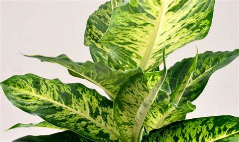 Dieffenbachia Plant Care Guide Grow An Indoor Dumb Cane