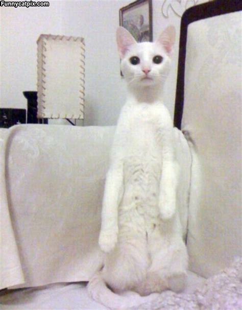White Cat Standing Tall 猫大好き おもしろい猫 可愛すぎる動物