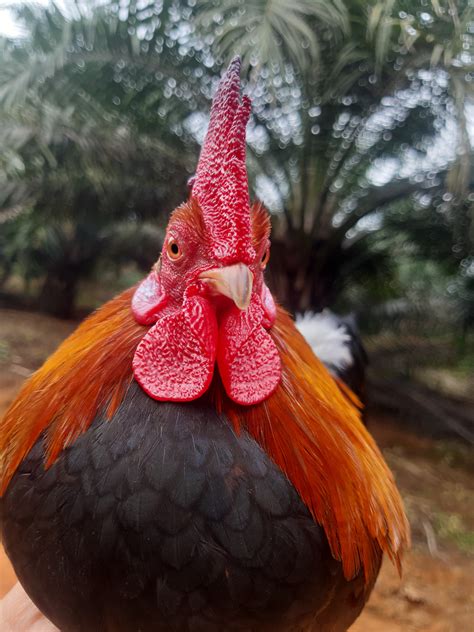 PEMIKAT DAN PENCINTA AYAM HUTAN MERAH SUMATRA