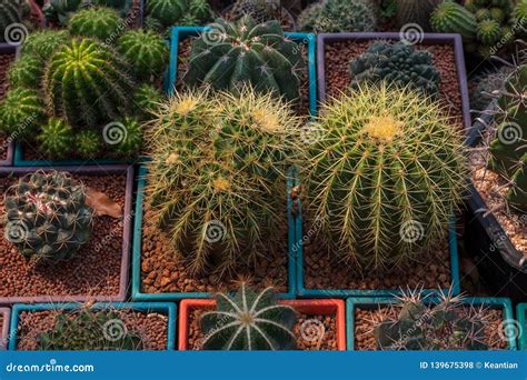 Close Up Large Round Cactus Stock Photo Image Of Market Botanical