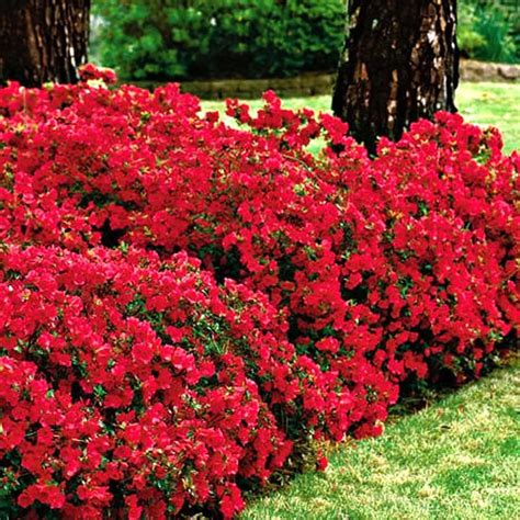 Red Flowering Shrubs For Your Garden Landscaping Shrubs Outdoor