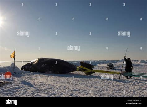 Inupiaq Whalers Haul In A Bowhead Whale Catch Stock Photo Alamy