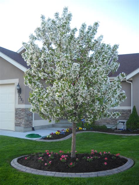 Pink Crabapple Tree Crabapple Tree Trees For Front Yard Flowering