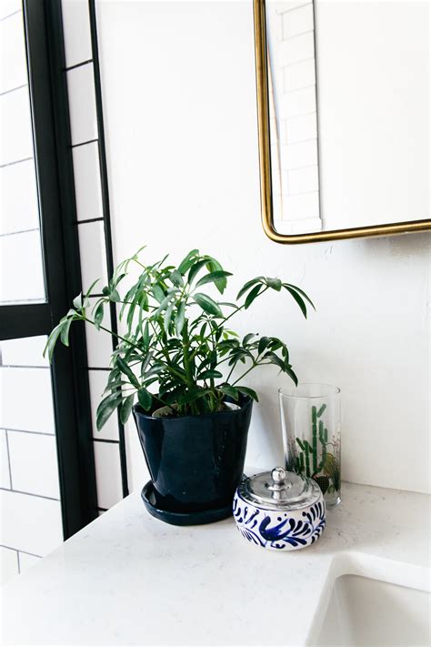 The Best Kinds Of Indoor Plants For Your Small Space Home Zone