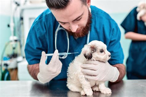 Where Is The Cheapest Place To Get Dog Vaccines Basic Vaccine