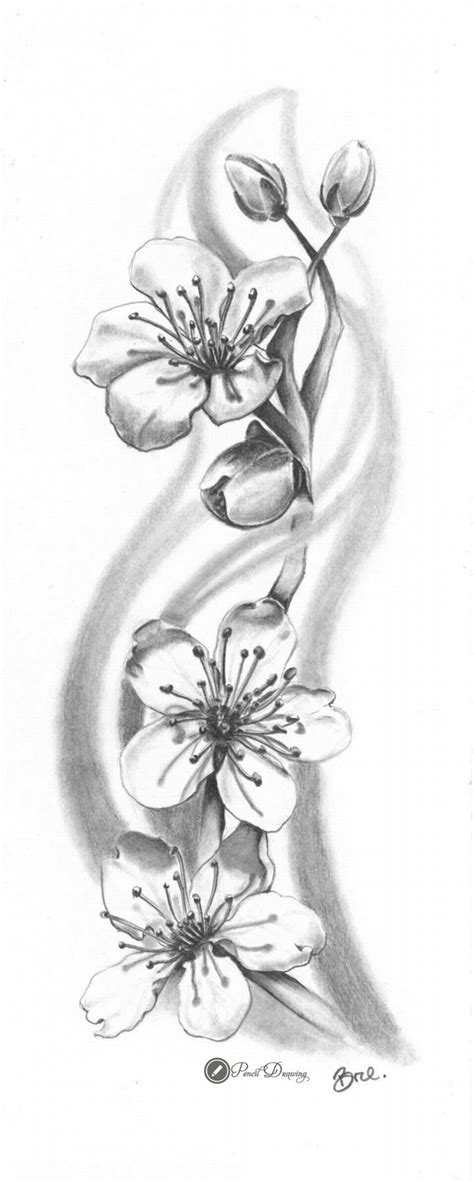 Cherry Blossom Sakura Drawings With Pencil Part2 Blossom Tattoo