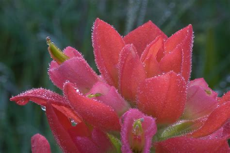 Indian Paintbrush Wallpapers High Quality Download Free