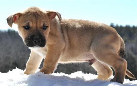 This dog never retreats and is naturally proficient at treeing and baying. Black Mouth Cur Puppy for Sale in Benton, Maine Classified ...