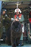 The Newfoundland Rescue Dog Is an Essential Member of the Coast Guard ...