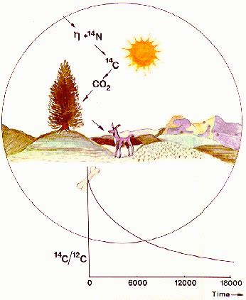 What is radiocarbon dating and how does it work? ORAU - Calibration