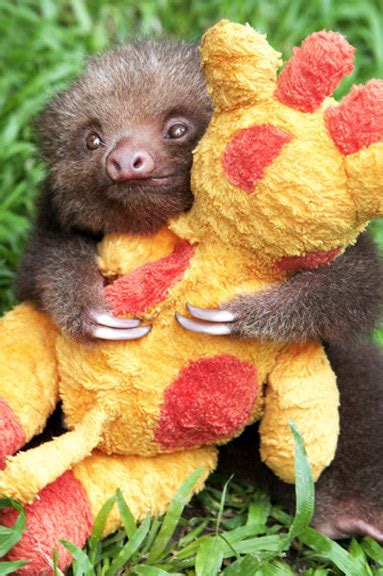 Excellent simple and problem free i have used many of these kind of programs even one supplied by adobe and i. 20 Super Cute Sloth Photos - Travels And Living