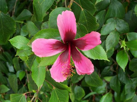 How To Prune A Hibiscus Plant Garden Guides