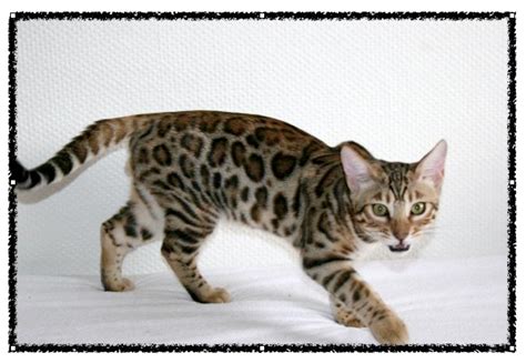 I Spy Animals Bengals And Savannahsexotic Cats For Pets