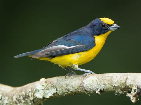 Tipos De Pájaros