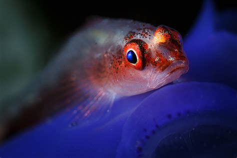 Goby On A Blue Tunicate Fish Pet Blue Marine Life