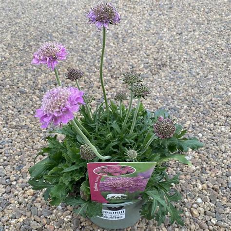 Scabious Pink Mist 17cm Pot Herbaceous Perennials Polhill Garden Centre