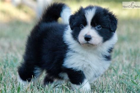 On the other hand, we believe that in order to offer you the highest level of reliability, we must be available whenever you. Be My Girl: Border Collie puppy for sale near Budapest ...