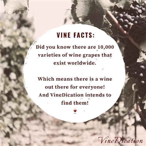 Pin On Vine Facts