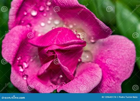 Rose Bud With Water Drops In Detail Stock Photo Image Of Closeup