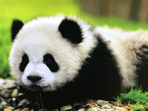 Visiting The Pandas Of Chengdu Elevated Trips