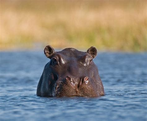 10 Hippos Who Are Completely Over It Hippo Hippo Sweat Animals