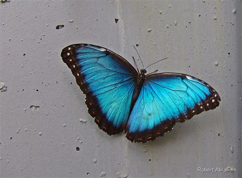 Common Blue Morpho Butterfly By Robert Abraham Redbubble
