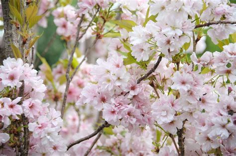 The 10 Best Trees For Small Gardens According To A Gardening Expert