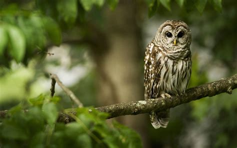 Animal Barred Owl Hd Wallpaper