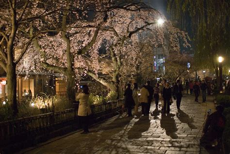 Cherry Blossoms At Night In Gion Shimbashi Area Inside Kyoto