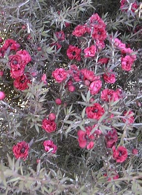 The new zealand tea tree has very small leaves and large showy flowers in comparison. New Zealand Tea Tree (Leptospermum scoparium)