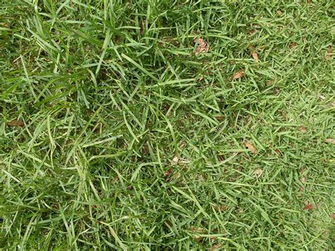How To Grow And Care For Buffalo Grass Easy Way To Garden