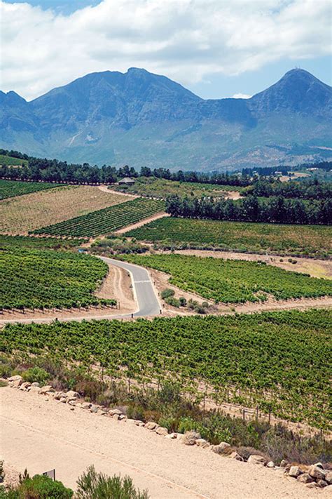 5 Best Estates To Visit In The Cape Winelands Region Verve Magazine