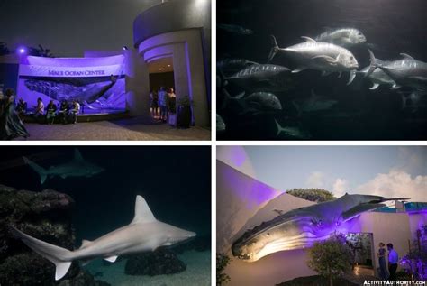 New Theater And Exhibits At Our Maui Aquarium Maui Ocean Center