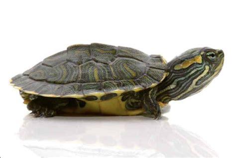 Cumberland Slider Turtle For Sale Reptiles Heaven