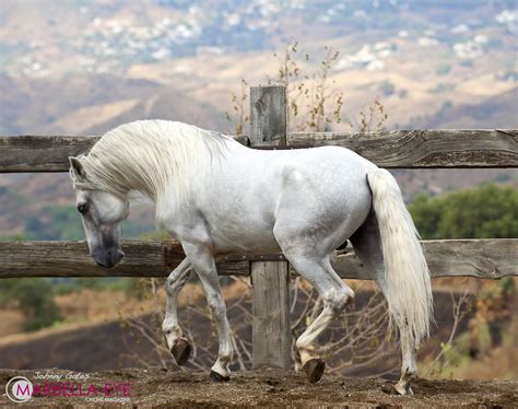 Andalucian Horse Horses Most Beautiful Horses Andalusian Horse