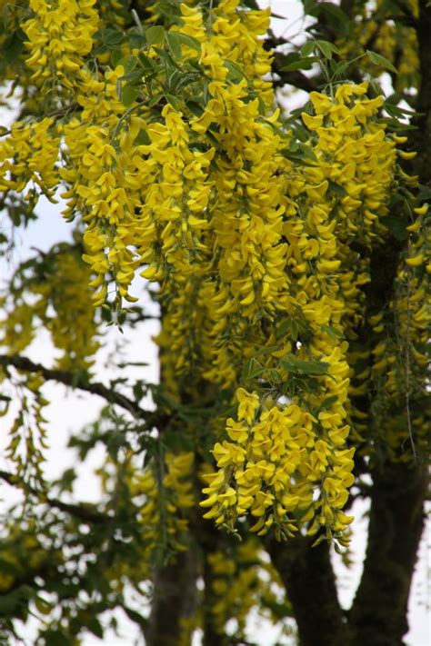 Laburnum X Watereri Vossii Gouden Regen De Tuinen Van Appeltern