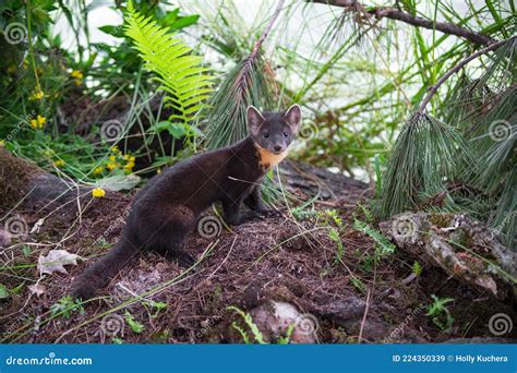 American Pine Marten Martes Americana Looks Out Summer Stock Image