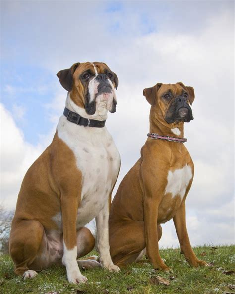 American Pit Bull Terrier Vs Boxer Dogs Cuteness
