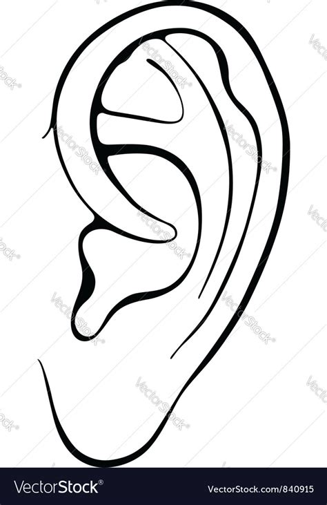 Human Ear Royalty Free Vector Image Vectorstock