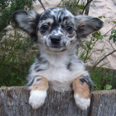 Earn points & unlock badges learning, sharing & helping adopt. Best 25+ Merle chihuahua ideas on Pinterest | Blue merle ...