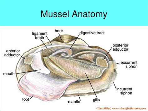 Mussel Anatomy Diagram
