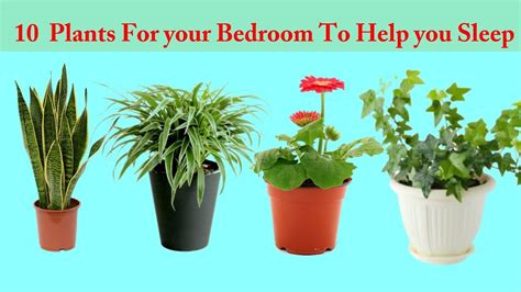 Sleep is the cornerstone of good health. THE 10 PLANTS WHICH HELP YOU BETTER SLEEP_NASA RECOMMENDS ...