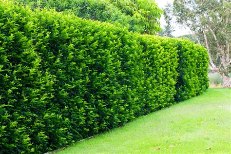 5 of the best hedges for creating privacy