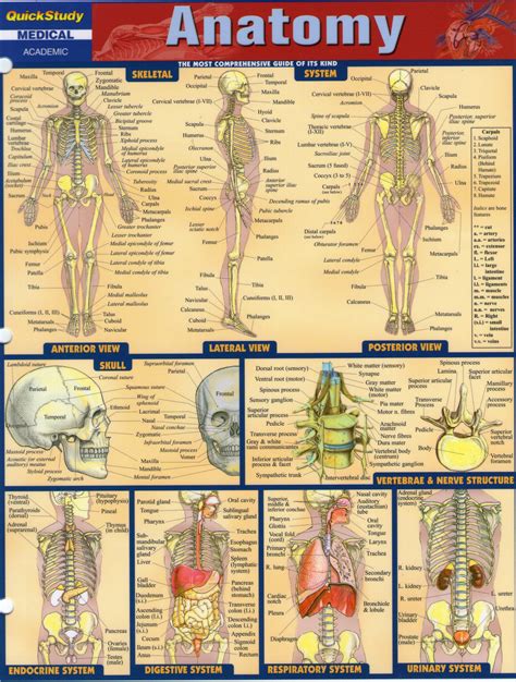 Anatomy Diagrams For Medical Students