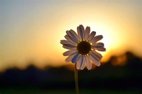 Wallpaper Sunlight Sunset Flowers Nature Sky Plants Field