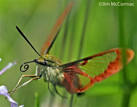 Hummingbird Clearwing Moths Ohio Birds And Biodiversity