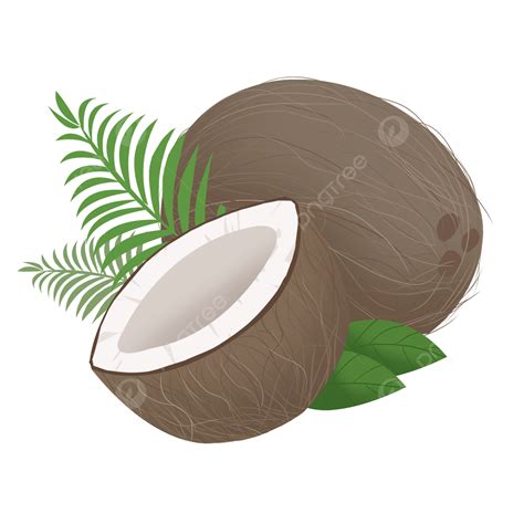 Tropical Coconut Clipart Transparent Png Hd Coconut Clip Art Tropical